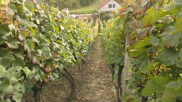 Burčákový pochod 2011